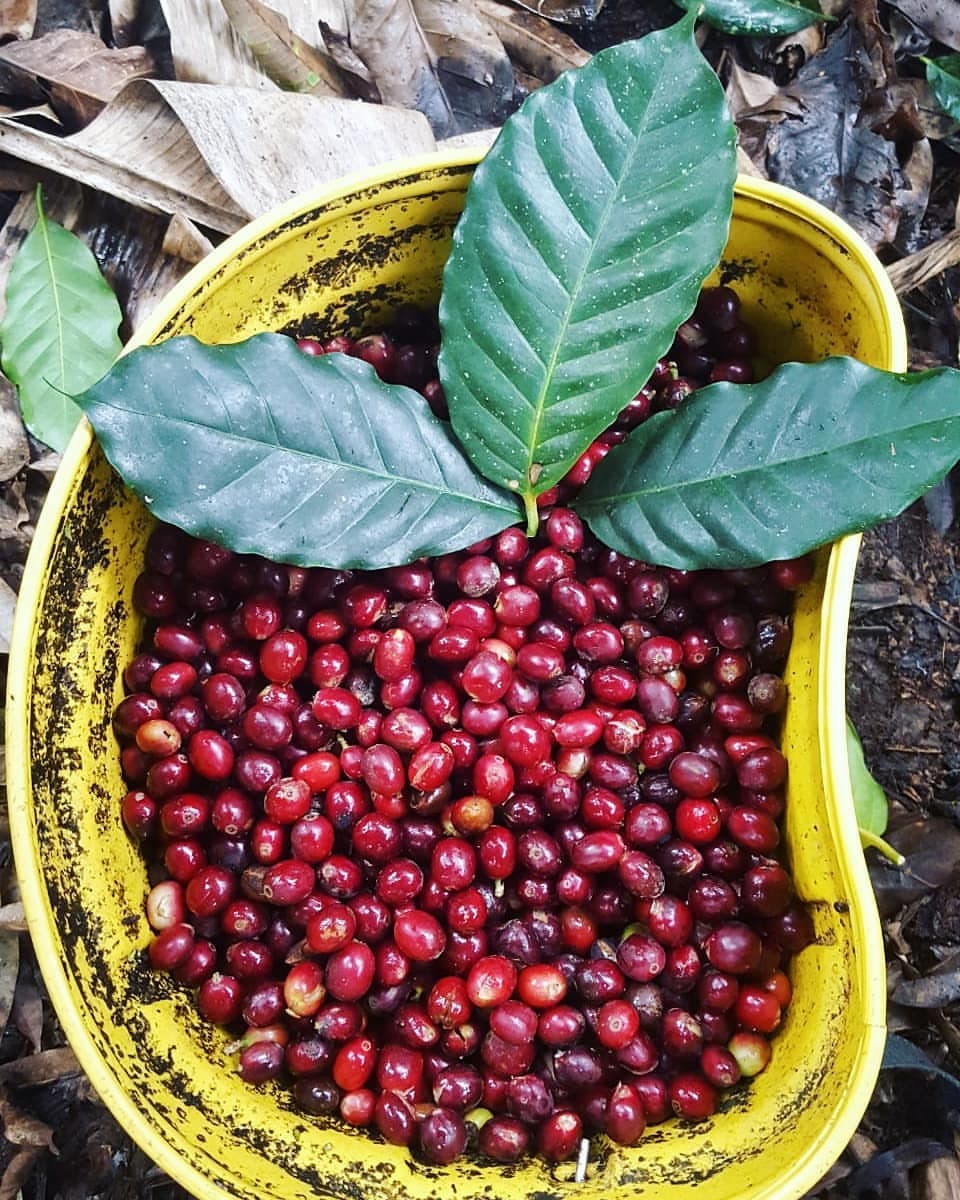 Harvest Season